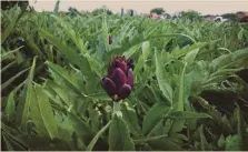  ?? ?? Veneto e Toscana. A sinistra, il carciofo violetto di Sant’Erasmo, isola della laguna veneta. È la seconda per estensione dopo Venezia. Sotto, il faro dell’isola di Giannutri, nel Parco Nazionale dell’Arcipelago Toscano: i suoi fondali sono un paradiso per i subacquei