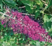  ?? WALTER REEVES FOR THE ATLANTA JOURNAL-CONSTITUTI­ON ?? Copious blooms appear if a butterfly bush is pruned correctly.