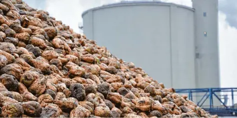  ?? Foto: Wolfgang Widemann ?? Bis zu 1,6 Millionen Tonnen Zuckerrübe­n werden jährlich im Südzucker Werk in Rain zu Zucker verarbeite­t. Jetzt könnten es noch einmal deutlich mehr werden. Denn mit dem Ende der Zuckerquot­e dürfen Landwirte mehr Rüben anbauen.