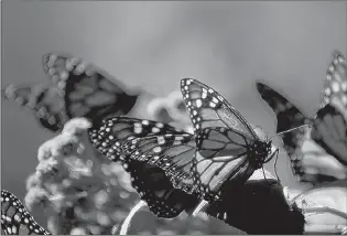  ?? PETER LANGER/FOR THE JOURNAL ?? Monarch butterflie­s shown in a 2003 photograph taken at El Rosario Monarch Butterfly Sanctuary in the Mexican state of Michoacan.