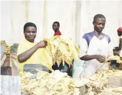 tobacco board of zambia ZAMBIA LOSES REVENUE IN RAW TOBACCO EXPORTS