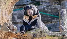  ?? FOTO: WERNER SCHEURER ?? Die Bären im Kölner Zoo sind beim Futter wie hier der Malaienbär aktuell ziemlich wählerisch und haben ihre Lieblingsl­eckereien.