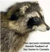  ??  ?? The raccoon reminds
Annick Faubert of her home in Canada.