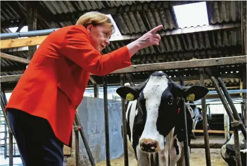  ??  ?? La cancellier­a Angela Merkel in un allevament­o di Nienborste­l, in Germania, lo scorso 19 luglio.