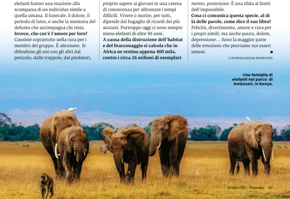  ??  ?? Una famiglia di elefanti nel parco di Amboseli, in Kenya.