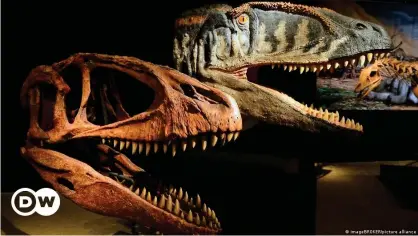  ??  ?? Reconstruc­ción de un "Carcharodo­ntosaurus saharicus" en el Museo de Historia Natural de Berlín.