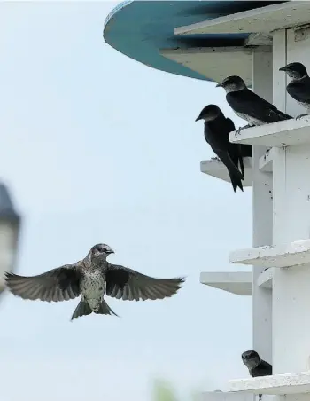  ?? J U L I E O L I V E R / P OSTM E D I A N EWS ?? A purple martin leaves its man-made ‘nest.’ Ontario’s purple martin population is declining.
