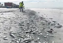  ?? SCOTT KEELER/AP ?? Workers remove some of the thousands of small fish that have washed up on North Redington Beach in Pinellas County.