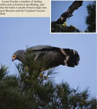  ?? Photos: Gerald Klerk ?? An African harrier-hawk raiding a nest on the top of a tree in Somerset Street. INSET: They have broad wings so can fly slowly past trees, and check for nests.