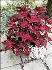  ?? PHOTO BY PAM BAXTER ?? Plants in even small containers can make a big splash.