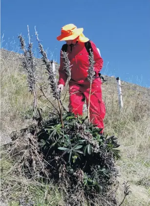  ?? PHOTOS: MARK PRICE ?? Whackaweed . . . Anne Steven sprays Russell lupins alongside State Highway 8, the Lindis Pass.