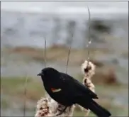  ??  ?? A blackbird was spotted by resident Mike Kozempel at Brittany Pointe.