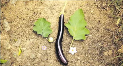  ?? Photo: BBC ?? Cross-breeding wild vegetables with their cultivated counterpar­ts on the farm could create a hybrid super-veggie resilient to pests and disease.