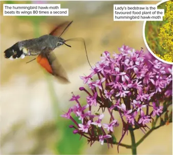  ??  ?? The hummingbir­d hawk-moth beats its wings 80 times a second