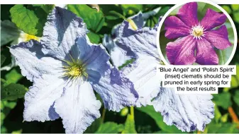  ??  ?? ‘Blue Angel’ and ‘Polish Spirit’ (inset) clematis should be pruned in early spring for the best results
