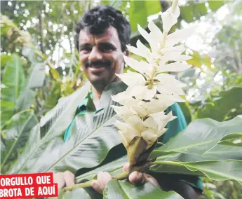  ??  ?? ORGULLO QUE
BROTA DE AQUÍ Tomás Arroyo Serrano es todo sonrisas al mostrar una de las variedades de ginger blanca, que cosechan en la finca enclavada en la sierra de Patillas. Abajo, una heliconia tropical.