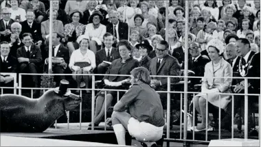  ?? ?? Daily Telegraph photograph showing Russell Tuck putting Laga the leopard seal through his performanc­e in front of the Queen and Duke, Mayor Tait and other dignitarie­s.