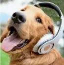  ??  ?? Providing dogs with varied auditory enrichment can be used to reduce stress and anxiety over longer periods of time.