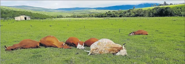  ?? Picture: SUPPLIED ?? TRAGIC END: A small-scale farmer in Keiskammah­oek is counting the cost of six head of prized cattle that died after Eskom cables were blown over by strong winds on Monday