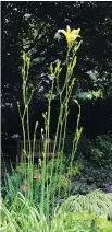  ??  ?? By cross-breeding with tall, slender flowered species, breeders developed varieties such as Autumn Minaret (zone 3).