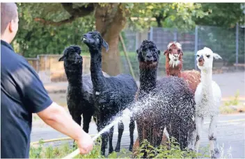  ?? FOTO: UWE MISERIUS ?? Tierpflege­r Christian Ehrhardt sorgt im Wildpark Reuschenbe­rg für eine willkommen­e Abkühlung am Morgen. Den Alpakas gefällt es.