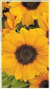  ?? NATIONAL GARDEN BUREAU ?? Deep orange Vincent Choice sunflowers, named for painter Vincent Van Gogh, feature smaller flowers with a double ring of petals are a good choice for the cut flower garden.