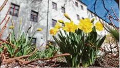  ?? Foto: Philipp Wehrmann ?? Der Frühling beginnt, der Winterschl­af der Natur endet. Auch vor dem Günzburger Schloss blühen Osterglock­en.