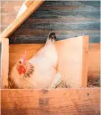  ??  ?? A hen snuggles into a nest box to lay an egg. The boxes should be approximat­ely 12in by 12in by 12in (30 x 30 x 30cm) and lined with straw, wood shavings, grass clippings or shredded newspaper.