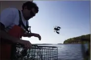  ?? ROBERT F. BUKATY — THE ASSOCIATED PRESS FILE ?? Scott Beede returns an undersized lobster while fishing in Mount Desert, Maine. The harvest of crustacean­s in America’s biggest lobstering state is usually in full swing by July, but fishermen say they aren’t catching much so far.