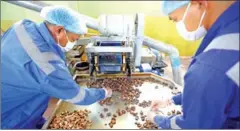  ?? HONG MENEA ?? Workers process cashew nuts at an enterprise in Stung Treng.