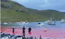  ?? Photograph: AP ?? The carcasses of dead white-sided dolphins on a beach after being pulled from the blood-stained water on the island of Eysturoy.