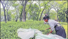  ?? HT PHOTO ?? In 2020, even though the produce was good, the tea growers suffered losses due to the nationwide lockdown imposed to contain the spread of Covid-19.