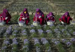  ?? Associated Press ?? Afghan women work in a saffron field in Herat, Afghanista­n, in 2013.