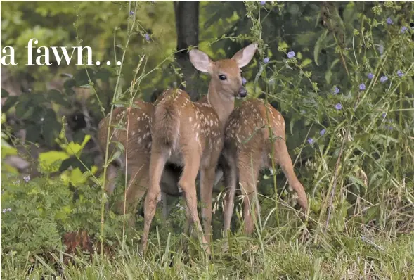  ?? BY LARRY SHERERTZ ?? Does normally have one or two fawns, but can have up to three, like these fawn triplets photograph­ed in Gid Brown Hollow last year.