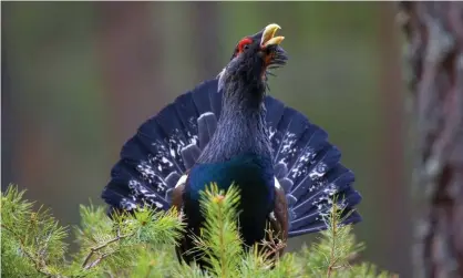  ?? Photograph: blickwinke­l/Alamy ?? ‘The capercaill­ie, a once-ubiquitous Scottish bird, now on the verge of extinction for the second time.’