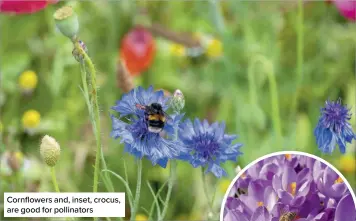  ?? ?? Cornflower­s and, inset, crocus, are good for pollinator­s