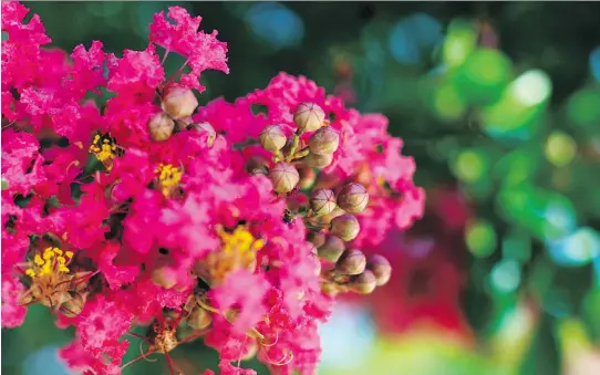  ?? PHOTOS: BENNY SNYDER/THE ASSOCIATED PRESS ?? A flowering crape myrtle. When taking photos in your garden, of your landscapin­g or in the natural world, elements like shutter speed, light, compositio­n and lens choice can all work together to help capture the beauty you observe with your eye.