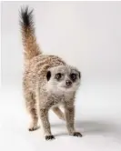  ?? Images/iStockphot­o ?? A cute little meerkat, whose family is a ‘murderous matriarchy’. Photograph: Snowshill/Getty