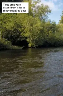  ??  ?? Three chub were caught from close to the overhangin­g trees