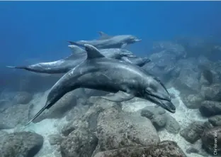  ??  ?? A family of oceanic bottlenose dolphins near the rocky bottom