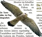  ??  ?? Ein Turm  falke, im Flug fotografie­rt.