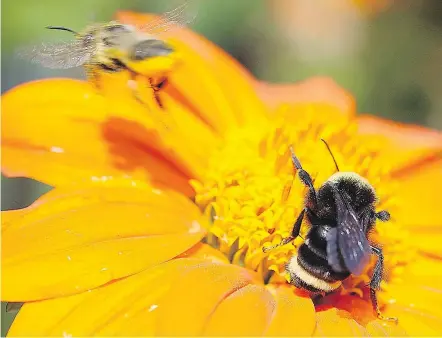  ?? LORI WEIDENHAMM­ER PHOTO ?? A bumblebee (foreground in focus) is busy “evicting” the leafcutter bee from a Tithonia flower.