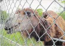  ?? SPECIAL TO THE EXAMINER ?? The Bactrian Camels are just one of the animals you can learn about through Riverview Park and Zoo’s Meet the Keeper program that takes place each weekday at 1 p.m.