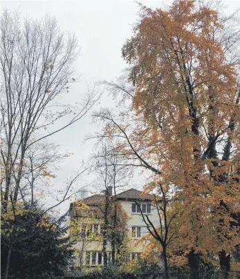  ?? FOTO: ANNETTE VINCENZ ?? Eine der Blutbuchen an der Seestraße wird gefällt, die anderen beiden dürfen stehen bleiben.