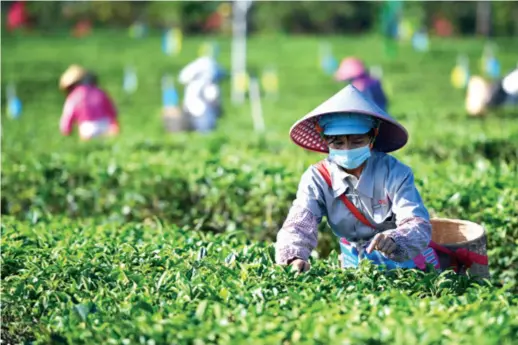  ??  ?? Farmers pick tea in a rural cooperativ­e in Baisha Li Autonomous County, Hainan Province, on February 27