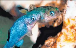  ?? U.S. Fish and Wildlife Service ?? Two Devil’s Hole Pupfish swim in a cave at Death Valley National Park.