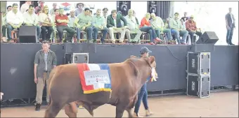  ??  ?? Uno de los ejemplares bovinos desfilando en la inauguraci­ón oficial de la Expo Guairá ayer frente al palco, ante presencia de autoridade­s nacionales y departamen­tales.