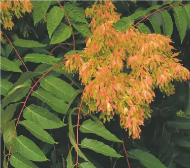  ?? PHOTO BY LUIS FERNÁNDEZ GARCIA COURTESY WIKIMEDIA COMMONS ?? Leaves and seeds of the “tree of heaven”