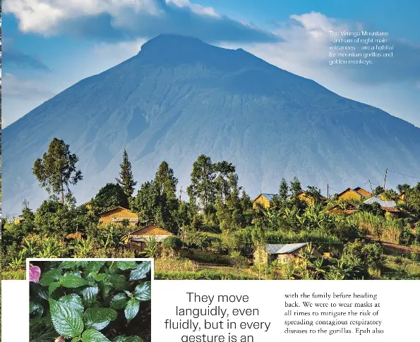 An unforgetta­ble trek to see mountain gorillas in Rwanda - PressReader