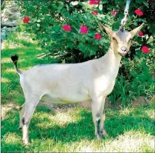  ?? COURTESY PHOTO ?? Shine On, a registered Nigerian Dwarf goat from Anderson, recently took ninth place out of 52 at the American Dairy Goat Associatio­n national show in Ohio. Melissa and Jared Jackson own and operate Jacksons Royal Farm in Anderson.